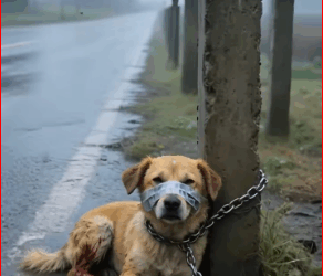 Pet animals2309015_part2