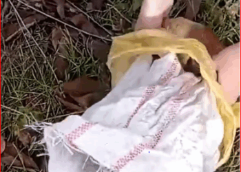 2309012Rescue baby dog thrown in bag #rescue #animals #animalsoftiktok #re…_part2