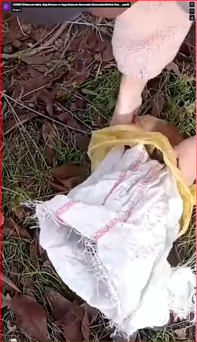2309012Rescue baby dog thrown in bag #rescue #animals #animalsoftiktok #re…_part2