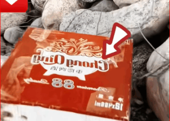 2309007little dog struggled to escape but couldn t, then it could on…_part1