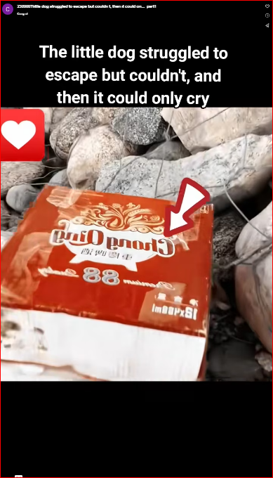 2309007little dog struggled to escape but couldn t, then it could on…_part1