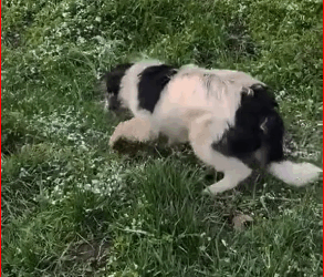 2309002dog left alone, he cried help kindness heard him #shorts #anima…_part2