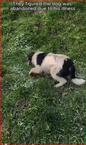 2309002dog left alone, he cried help kindness heard him #shorts #anima…_part2