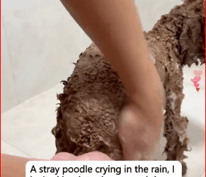 2309014stray poodle crying in rain, linvited her into car, the…_part2