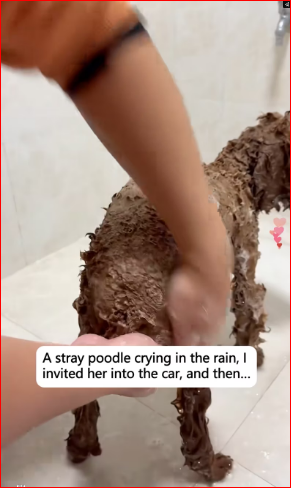 2309014stray poodle crying in rain, linvited her into car, the…_part2