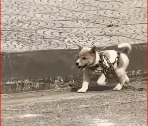 2309009On way to supermarket to buy things, my wife saw on stree…_part2