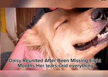 M3108025_Cry From the Heart Dog Reunites With Owner After Years_part2