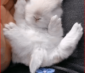 2309006kind couple rescued bunny was abandoned in ditch then…._part2