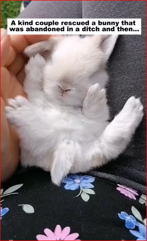 2309006kind couple rescued bunny was abandoned in ditch then…._part2