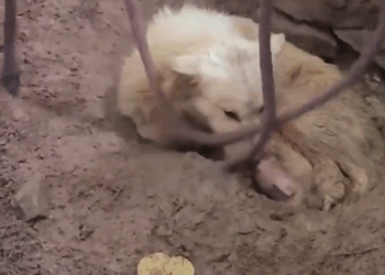 M2409004_Dog Baby Rescue puppyrescue doglover rescueanimals Dog Caring Shelter_part2