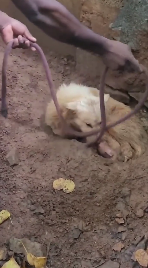 M2409004_Dog Baby Rescue puppyrescue doglover rescueanimals Dog Caring Shelter_part2