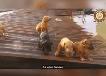 M0509011_After the Rain Only Cries Remained Mother Dog and Puppies Trapped and Soaked (1)_part2