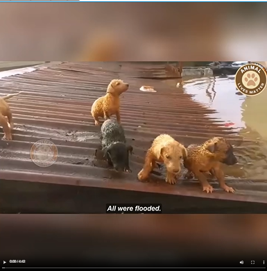 M0509011_After the Rain Only Cries Remained Mother Dog and Puppies Trapped and Soaked (1)_part2