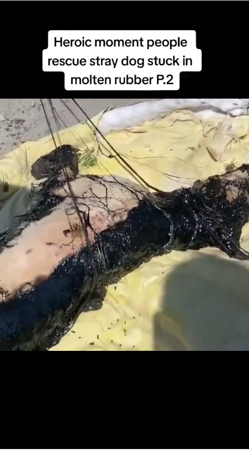 M2509004_#animals #amireca #eourpe #unaitedstatesofamerica _part2