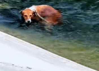 M2409008_Rescue dog. Tatcha rescue animals adoptdontshop petlover stray…_part2