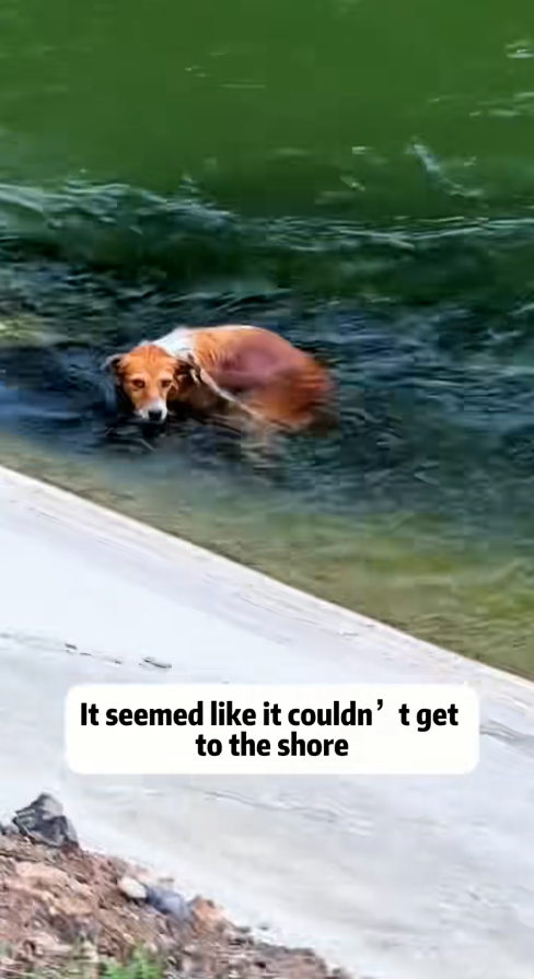 M2409008_Rescue dog. Tatcha rescue animals adoptdontshop petlover stray…_part2