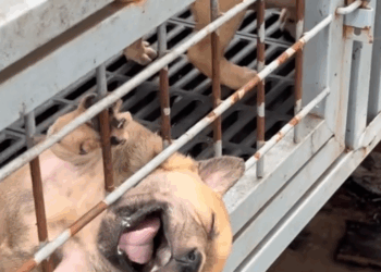 M2509005_rescue trapped dog #pet #xuhuong #fyp #trending #dog #dogsoftiktok #petsoftiktok _part2