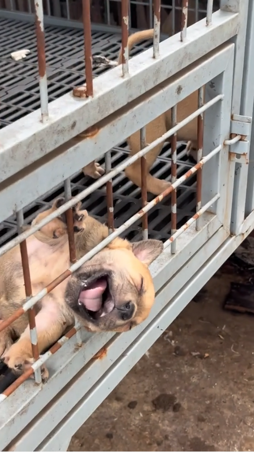 M2509005_rescue trapped dog #pet #xuhuong #fyp #trending #dog #dogsoftiktok #petsoftiktok _part2