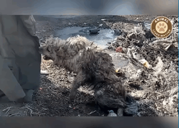 MB0509001_his video makes you feel sad dog doglover dogrescue Animal Lives Matter_part2