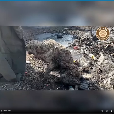 MB0509001_his video makes you feel sad dog doglover dogrescue Animal Lives Matter_part2