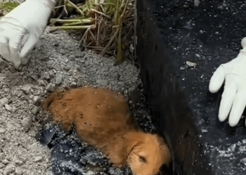 M2609006_YSHI9IJZ_part2