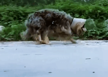 M2509011_The stray broken-legged sheepdog was looking for food and dumped in the garbage heap, and the maggots gnawed at the rotten body. #straydog #strayd_part2