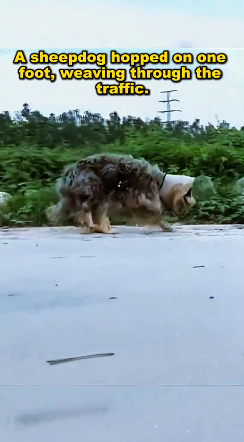 M2509011_The stray broken-legged sheepdog was looking for food and dumped in the garbage heap, and the maggots gnawed at the rotten body. #straydog #strayd_part2