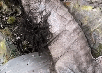 M2809023_Save the dog’s life at all costs🥲#cute #pet #poor #poordog #dog #dogvideos _part2