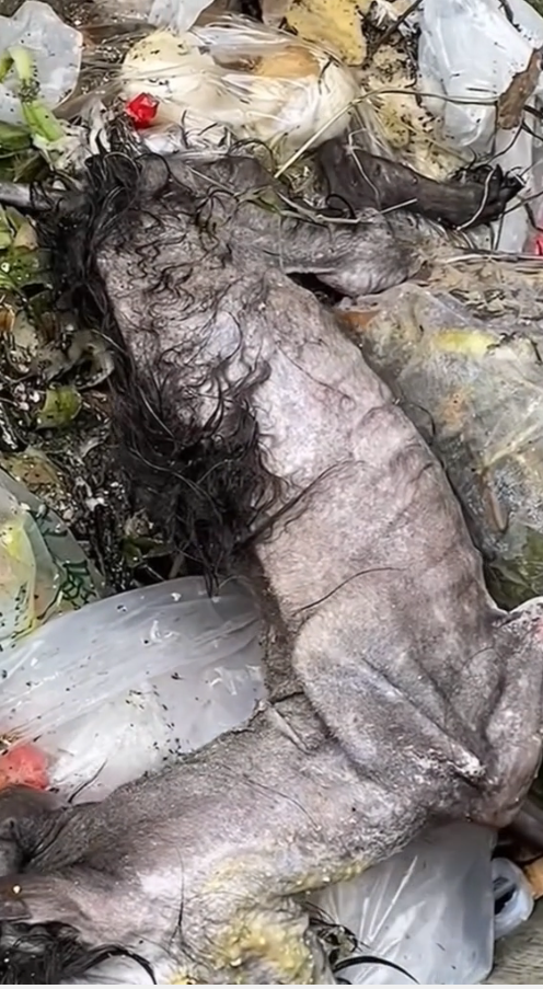 M2809023_Save the dog’s life at all costs🥲#cute #pet #poor #poordog #dog #dogvideos _part2