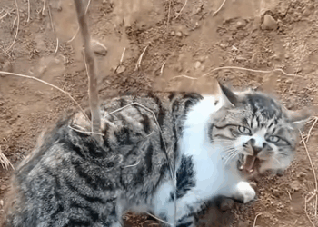 M2809022_#cat #cute #catsoftiktok #catvideo _part2