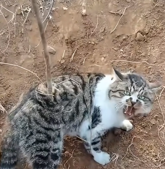 M2809022_#cat #cute #catsoftiktok #catvideo _part2