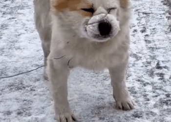 M2809024_#dog #poordog #poordogs _part2