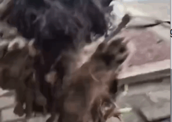 M2809026_#poordog #dog #dogvideos #dogsoftiktok #poor _part2