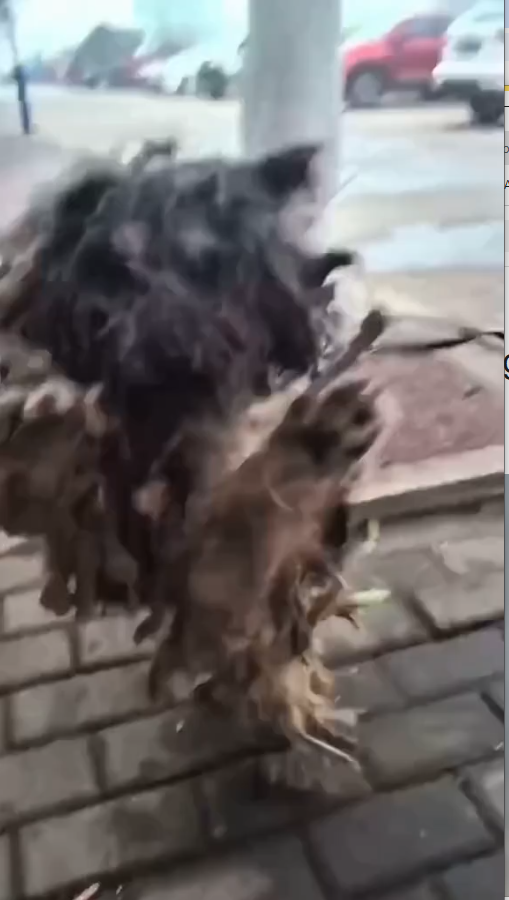 M2809026_#poordog #dog #dogvideos #dogsoftiktok #poor _part2