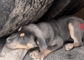 M3108014_Would you reach out to help dog that has been firghtened excessively by car rescue animals dog Pets Family Rescue_part2