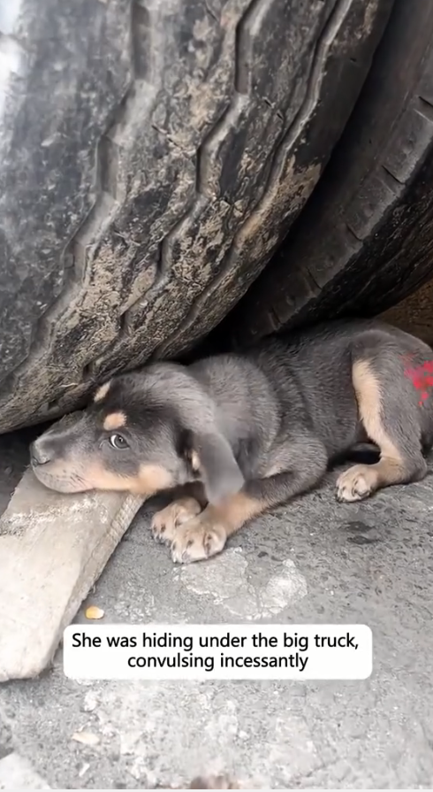 M3108014_Would you reach out to help dog that has been firghtened excessively by car rescue animals dog Pets Family Rescue_part2