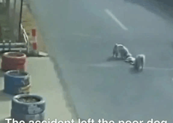 M0509017 Ignored by the World This Dog Still Believed in Goodness_part2