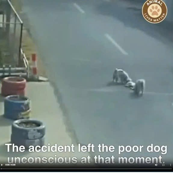 M0509017 Ignored by the World This Dog Still Believed in Goodness_part2