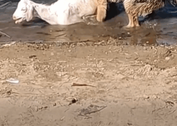 M0509020_Cuando los pastores alemanes siguen sus instintos protectores_part2