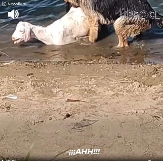 M0509020_Cuando los pastores alemanes siguen sus instintos protectores_part2