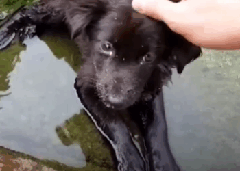 M0509019_Cachorra tullida encontrada en un desagüe aprende caminar_part2