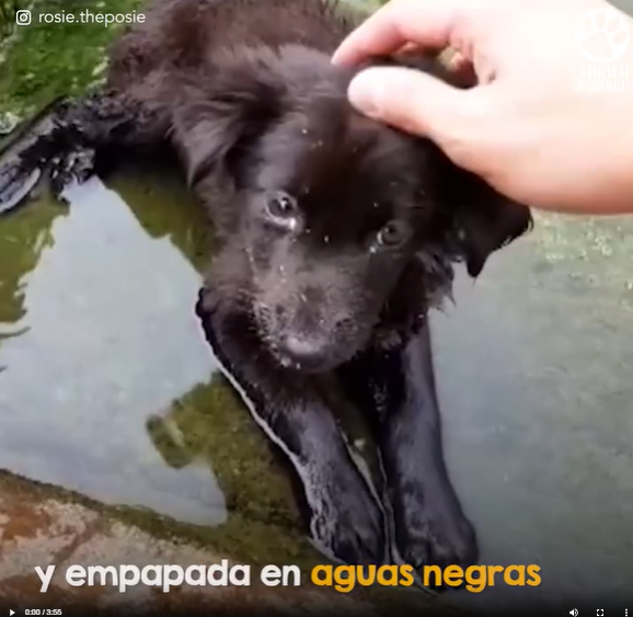 M0509019_Cachorra tullida encontrada en un desagüe aprende caminar_part2