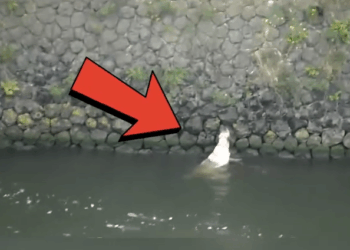 M0509018_He Was Struggling in the Water But We Reached Just in Time to Save Him_part2