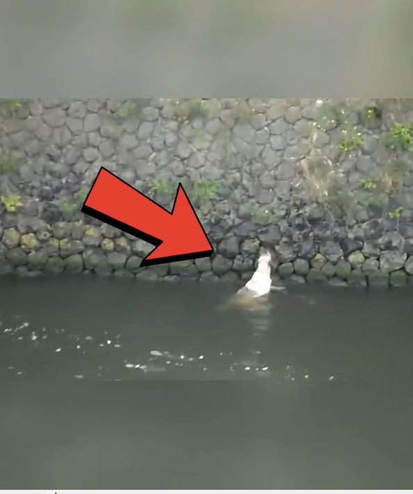 M0509018_He Was Struggling in the Water But We Reached Just in Time to Save Him_part2