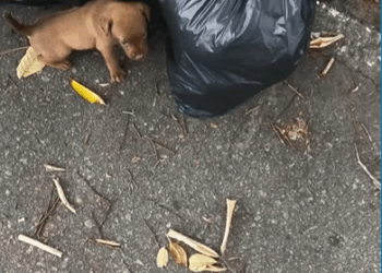 M3108028_Quien puede 4b4ndon4r algo tan lindo Jose Delgado_part2