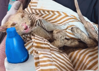 M3108029_Rescued cat that had become blind after falling into paint can_part2