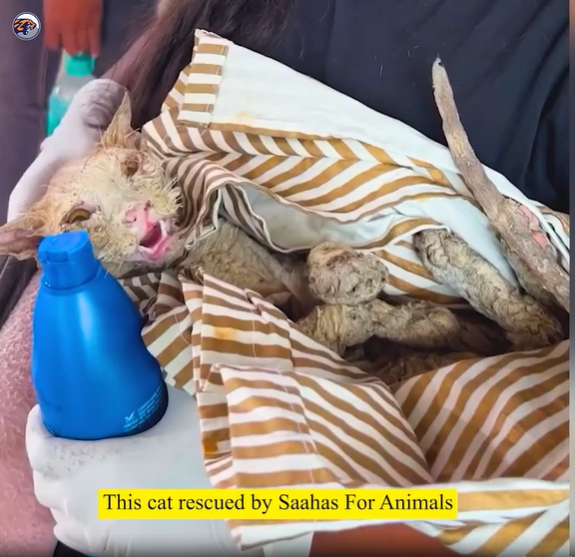 M3108029_Rescued cat that had become blind after falling into paint can_part2