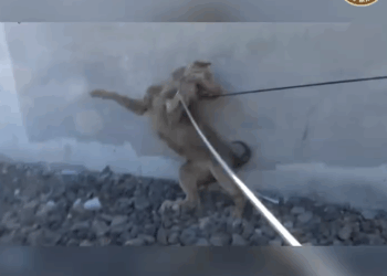 M0509006_The Pain Was Real But So Was the Love That Saved Him_part2