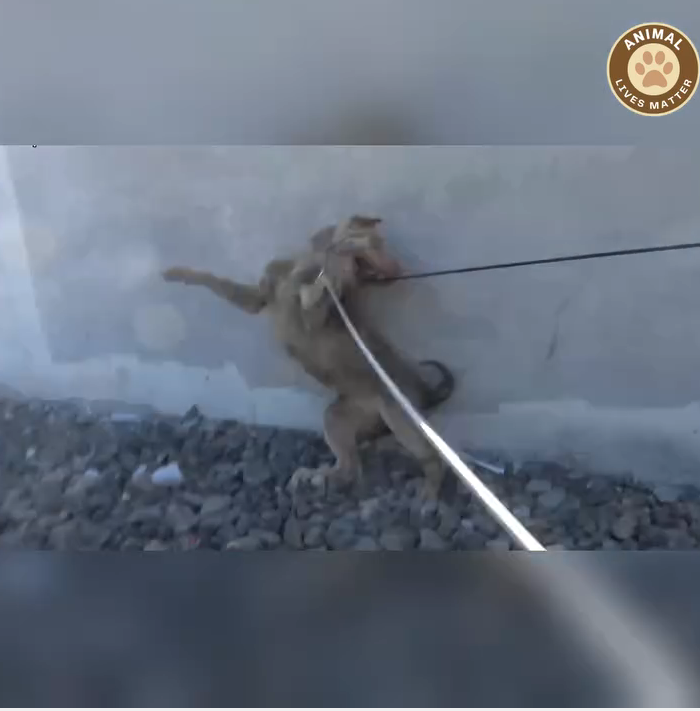 M0509006_The Pain Was Real But So Was the Love That Saved Him_part2