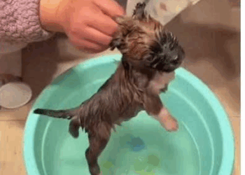 M0609002 dogs abandoned in the rain, so pitiful